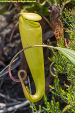 pitcher plant